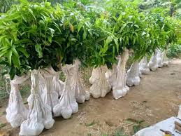 ১৩ টি গাছের চারা